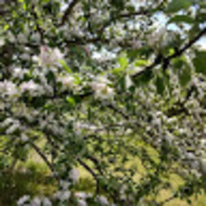 Meet your Posher, Carrie